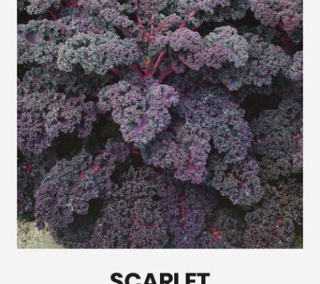 Λαχανίδα κόκκινη κατσαρή Scarlet (kale) (hobby bag 0,5 γρ)