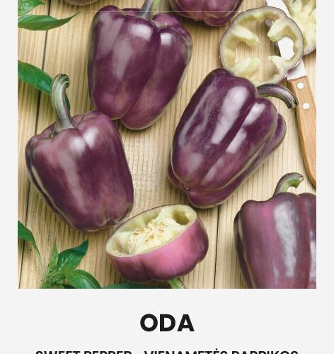 Πιπεριά μωβ φλάσκα Oda (hobby bag 0,2 γρ)