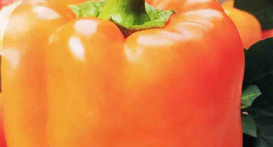 Πιπεριά πορτοκαλί φλάσκα Etiuda