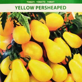 Τομάτα cherry κίτρινη αχλαδάκι Yellow pearshaped