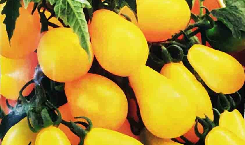 Τομάτα cherry κίτρινη αχλαδάκι Yellow pearshaped