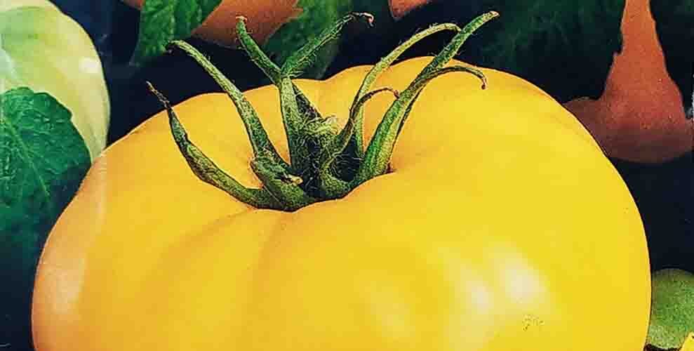 Τομάτα κίτρινη παραδοσιακή Brandywine yellow