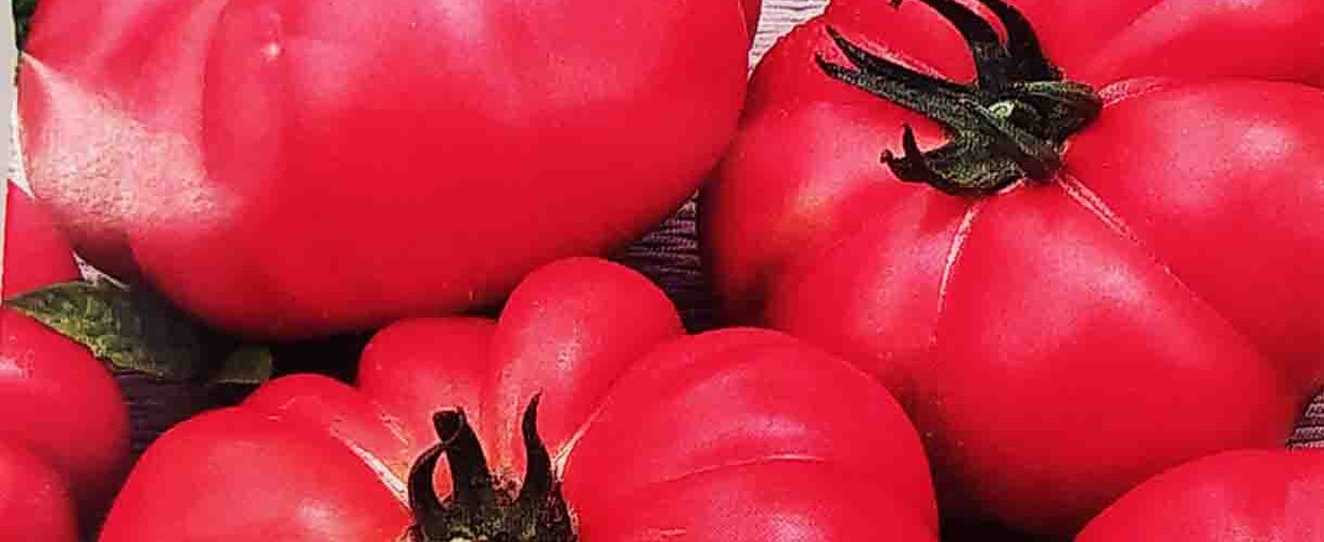 Τομάτα κατσαρή παραδοσιακή Costoluto fiorentino