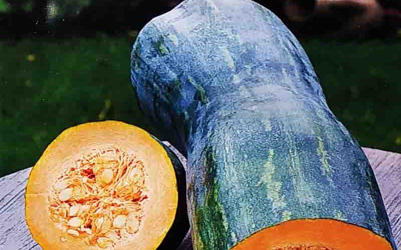 Κολοκύθα αναρριχώμενη πράσινη μακριά Naples long