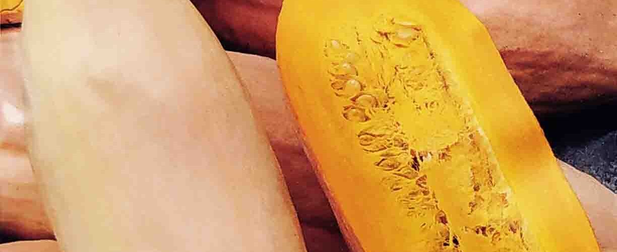 Κολοκύθα αναρριχώμενη μακριά ροζ Pink banana jumbo