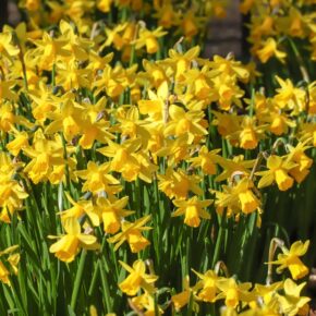 Βολβός Νάρκισσος βοτανικός κοντός κίτρινος Tete a tete