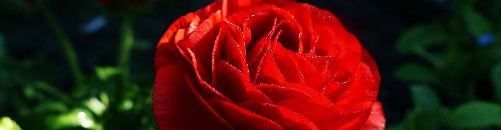 Βολβός Νεραγκούλα διπλή κόκκινη