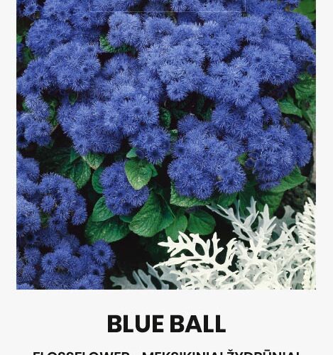 Αγήρατο μπλε Blue ball