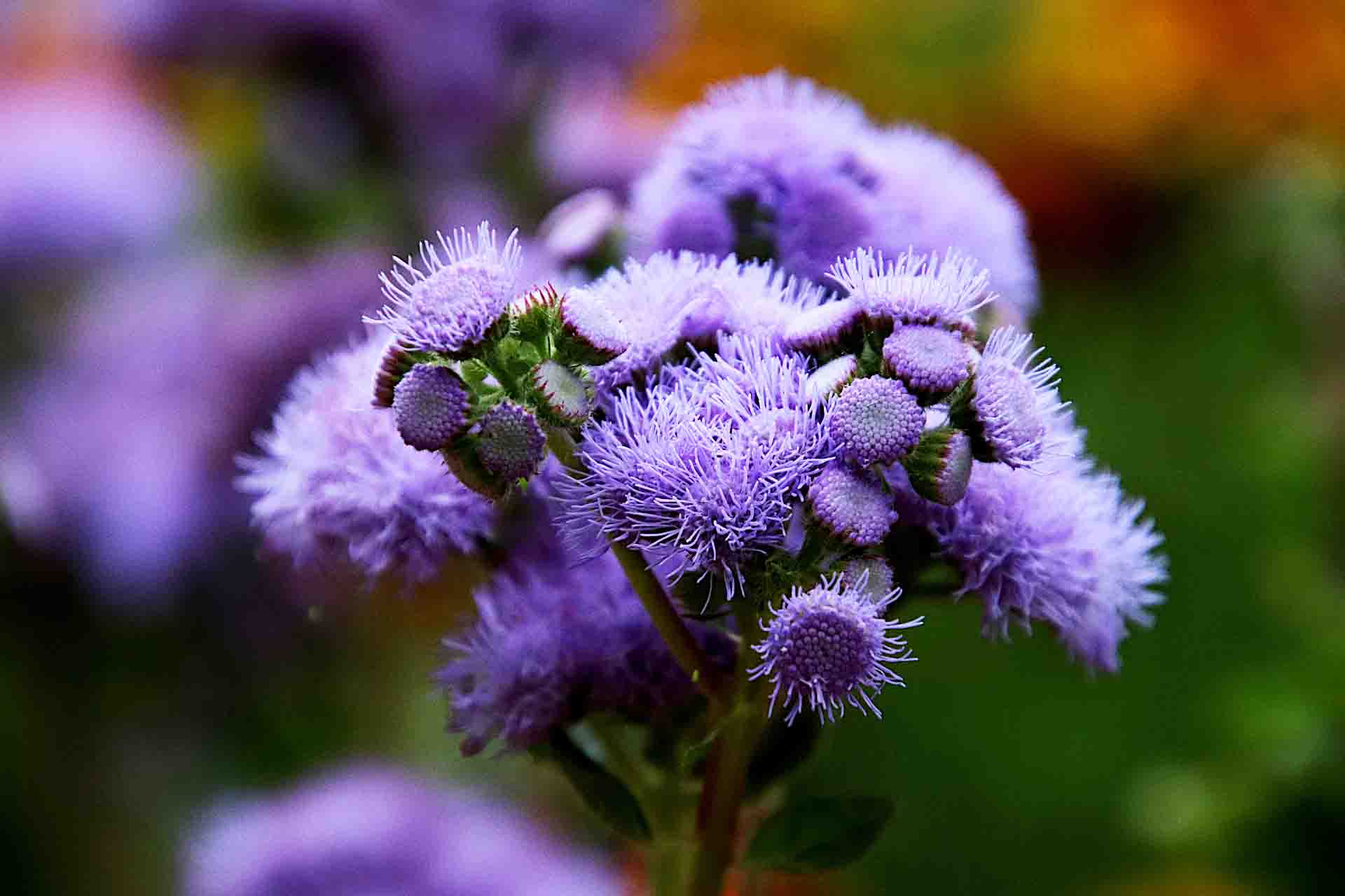 Αγήρατο μωβ Blue ball _