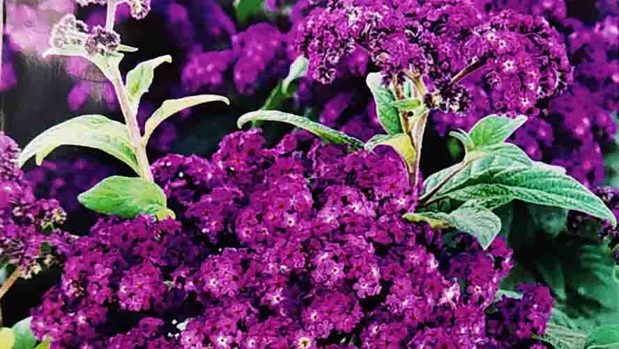 Βανίλια μπλε