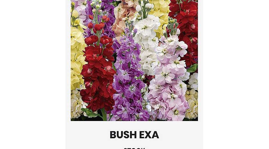 Βιολέτα διπλή mix Bush exa (hobby bag 0,4 γρ)