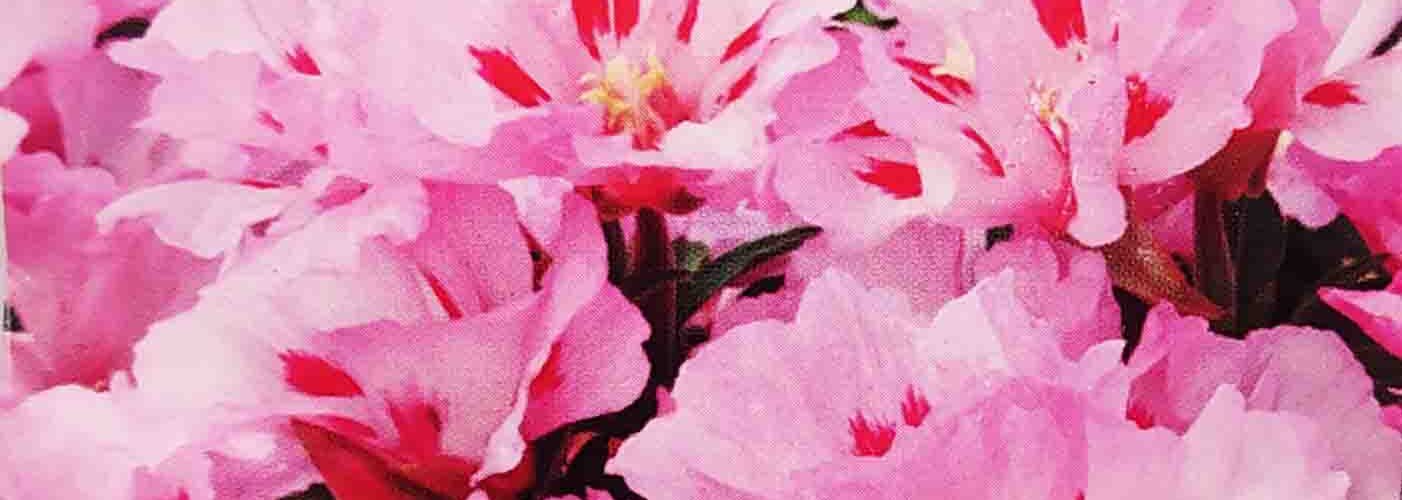 Γοδέτια μεγαλοανθής Ruzova pink _