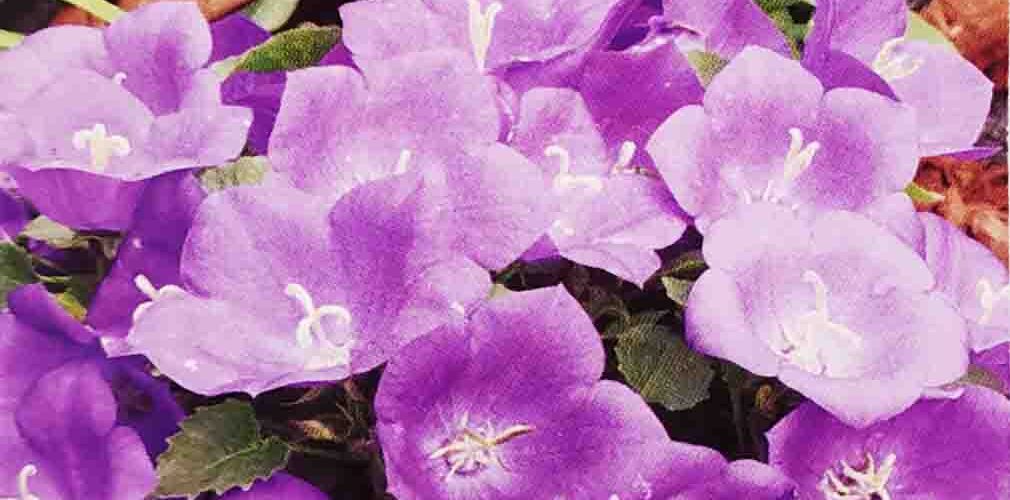 Καμπανούλα Καρπαθίων