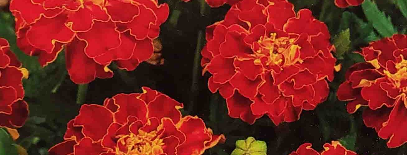 Κατιφές χαμηλός κόκκινος Red brocade