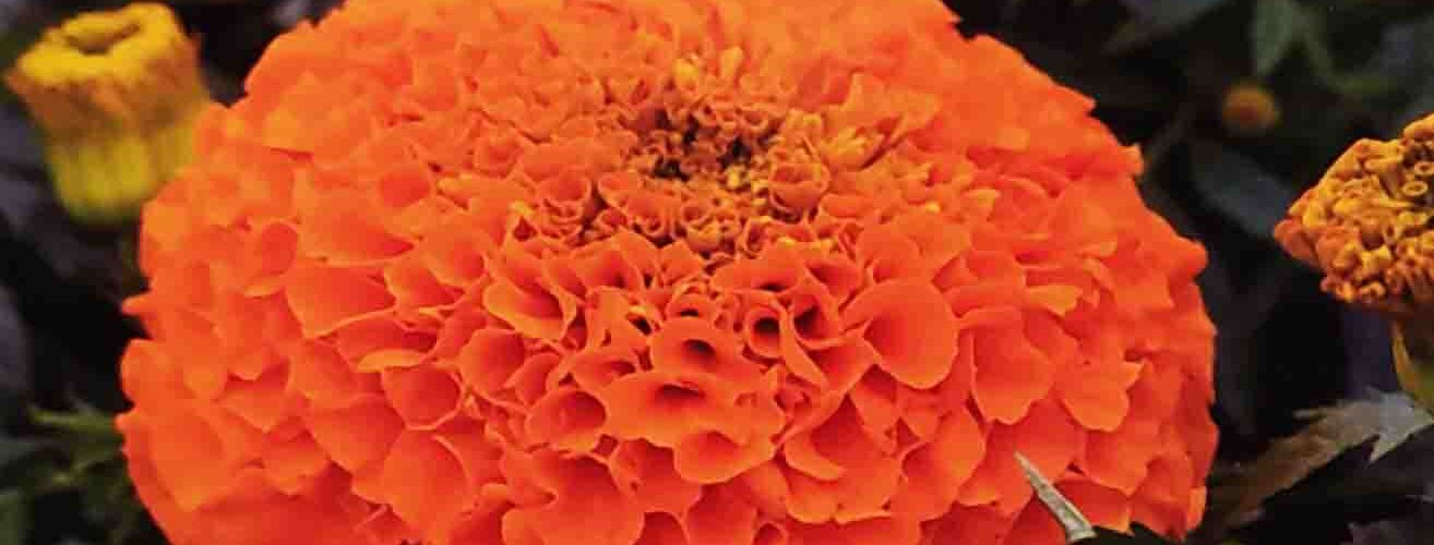 Κατιφές ψηλός πορτοκαλί Clinton