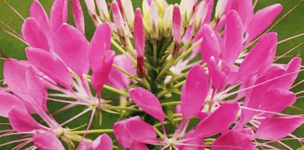 Κλεόμη Rose queen (hobby bag 0,4 γρ)