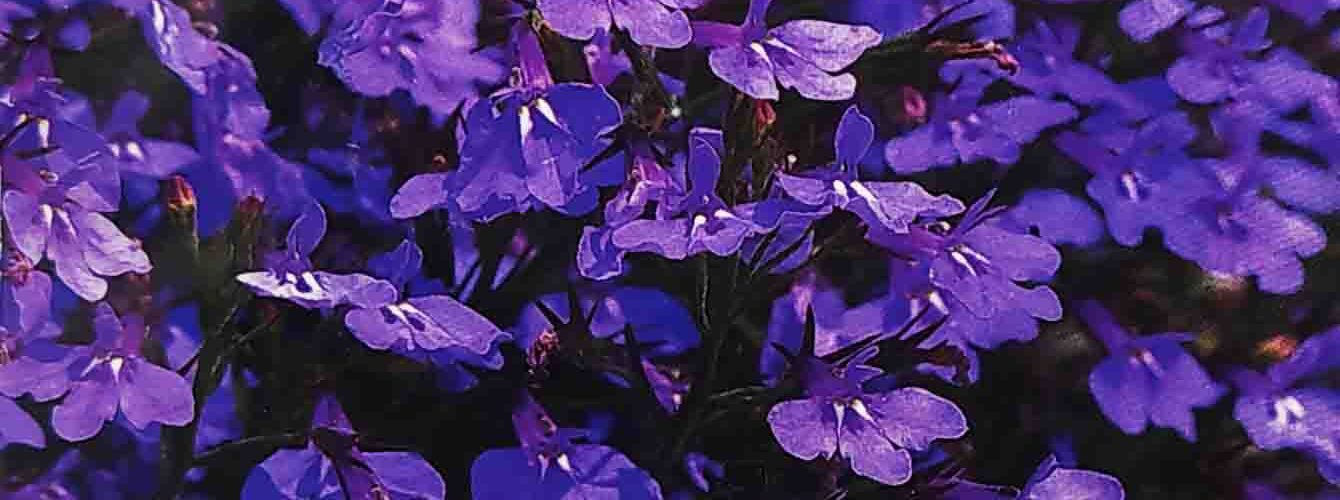 Λομπέλια Blue carpet _