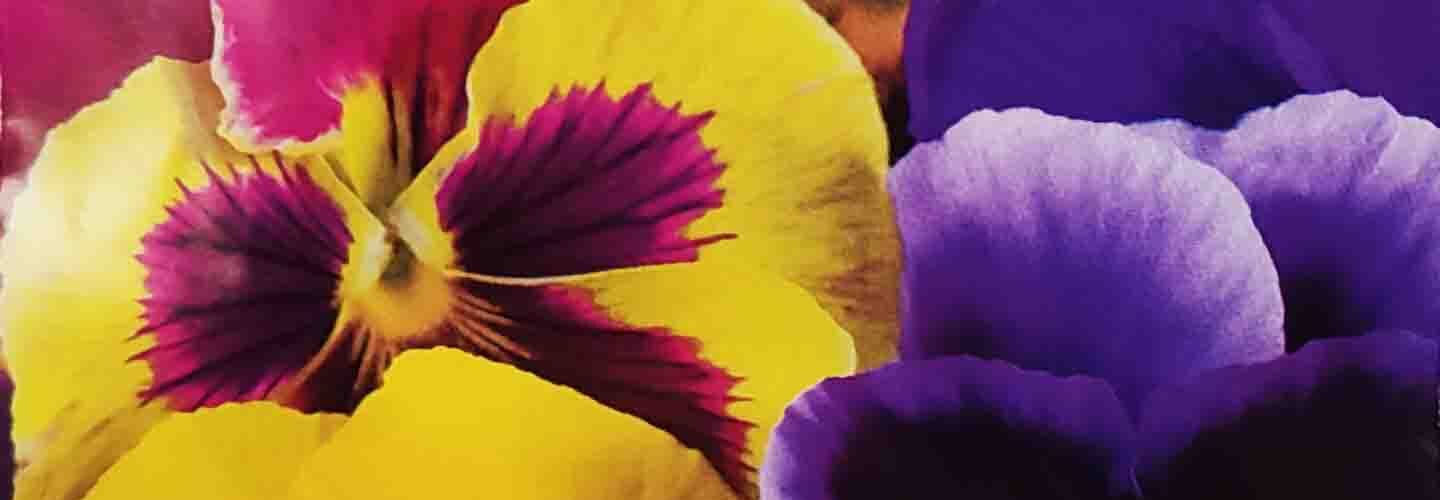 Πανσές γίγας mix Aalsmer giants _