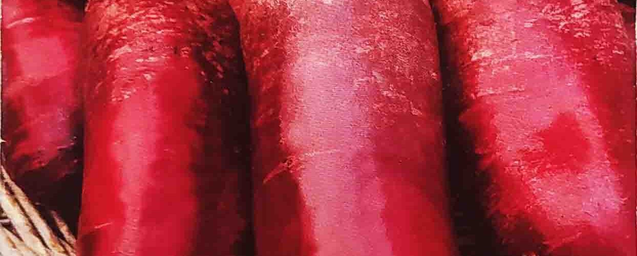 Παντζάρι παραδοσιακό κυλινδρικό Cylindra