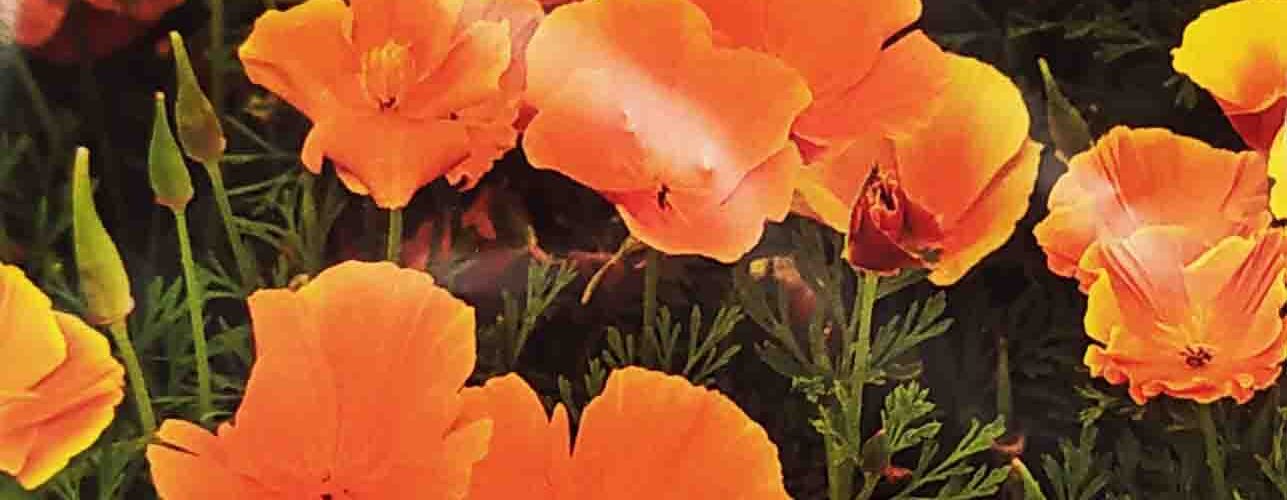 Παπαρούνα πορτοκαλί Καλιφόρνιας (χρυσή παπαρούνα) _