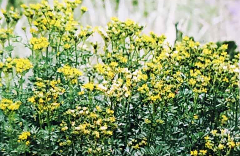 Απήγανος (hobby bag 0,5 γρ)