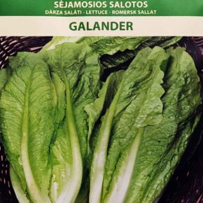 Μαρούλι ίσιο (ρομάνα) Galander