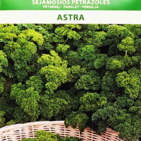 Μαϊντανός κατσαρός Astra