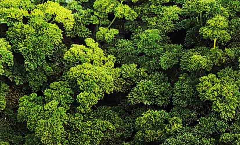 Μαϊντανός κατσαρός Astra