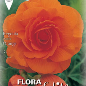 Βολβός Μπιγόνια διπλή πορτοκαλί Grandiflora 6+