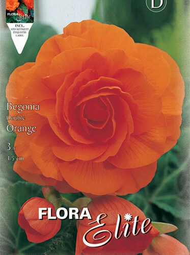 Βολβός Μπιγόνια διπλή πορτοκαλί Grandiflora 6+
