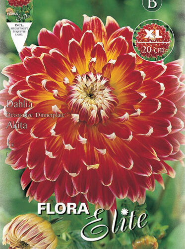 Βολβός ντάλια Akita Maxi πελώριο άνθος (φάκελος 1 τμχ)