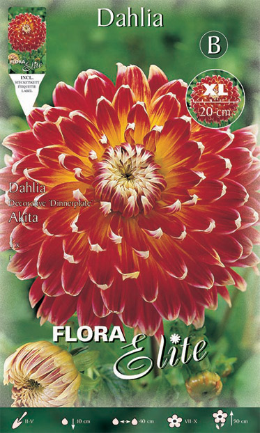 Dahlia-Akita Βολβός ντάλια Akita Maxi πελώριο άνθος (φάκελος 1 τμχ)