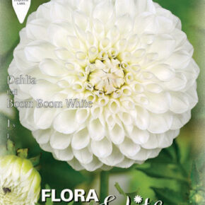 Βολβός ντάλια Boom Boom White