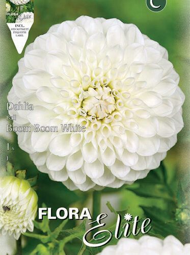 Βολβός ντάλια Boom Boom White