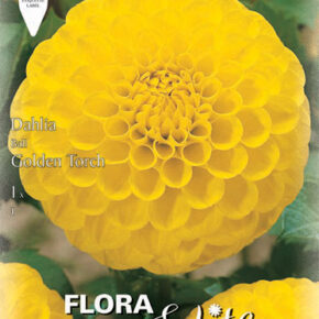 Βολβός ντάλια Golden Torch special υβρίδιο