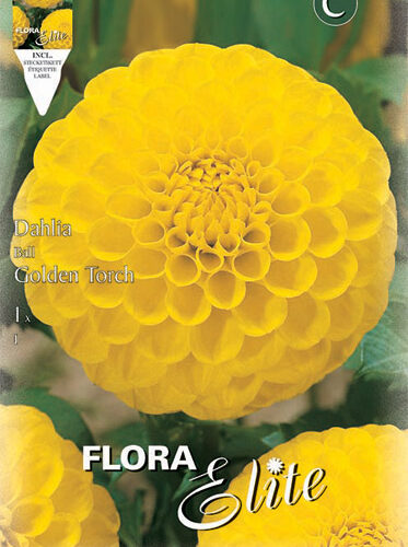 Βολβός ντάλια Golden Torch special υβρίδιο