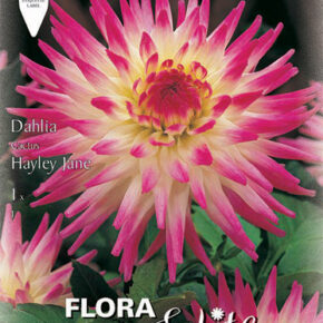 Βολβός ντάλια Harley Jane special υβρίδιο