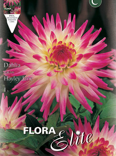 Βολβός ντάλια Harley Jane special υβρίδιο