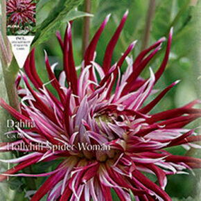 Βολβός ντάλια Hollyhill Spider Woman special υβρίδιο