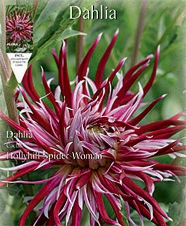 Βολβός ντάλια Hollyhill Spider Woman special υβρίδιο