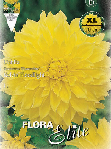 Βολβός ντάλια Kelvin Floodlight πελώριο άνθος (φάκελος 1 τμχ)