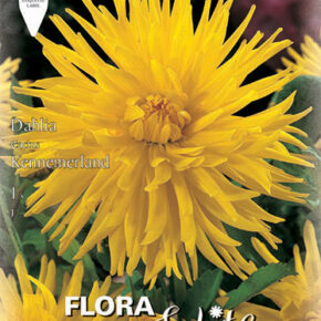 Βολβός ντάλια Kennemerland