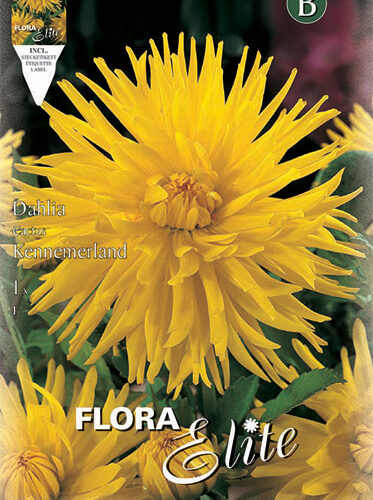 Βολβός ντάλια Kennemerland