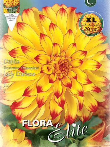 Βολβός ντάλια Lady Darlene πελώριο άνθος