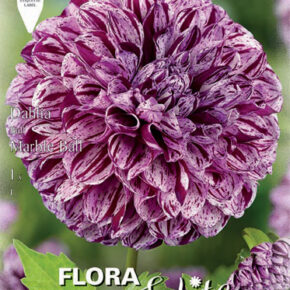 Βολβός ντάλια Marble Ball special υβρίδιο