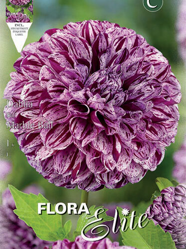 Βολβός ντάλια Marble Ball special υβρίδιο