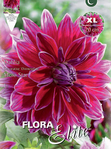 Βολβός ντάλια Mero Star πελώριο άνθος