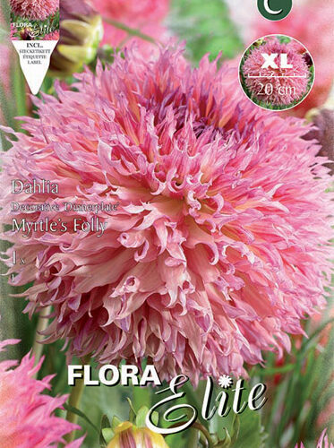 Βολβός ντάλια Myrtle’s Folly πελώριο άνθος.