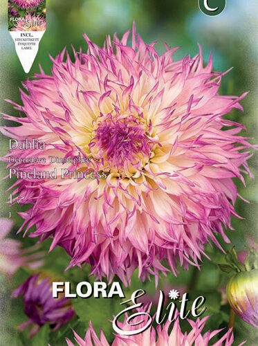 Βολβός ντάλια Pineland Princess πελώριο άνθος