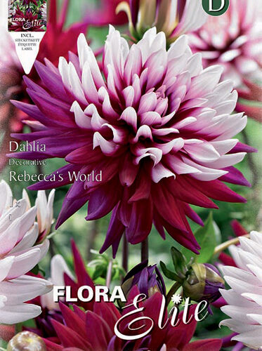 Βολβός ντάλια Rebeccas’s World special υβρίδιο